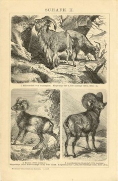 Zwierzęta cz. 13  oryginalne XIX w. grafiki
