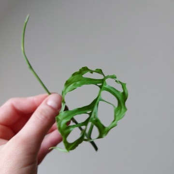 Monstera Obliqua Peru sadzonka szczytowa