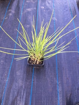 Sesleria autumnalis sesleria jesienna p9