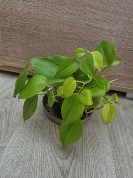 Philodendron Lemon Lime