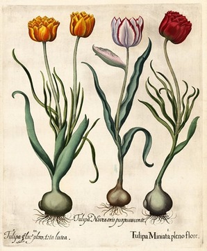 1713 r.  Kwiaty II  reprint XVIII w. grafik