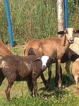 Owce barany Kameruny 
