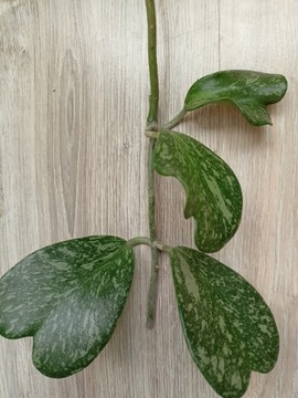 Hoya kerrii , Spot leaf' 