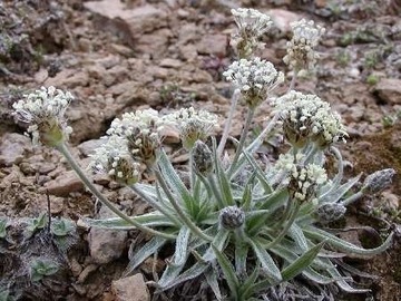 Babka Plantago monosperma