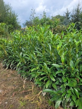 Laurowiśnia Herbergi Sadzonki 60/80cm ZIMOZIELONA