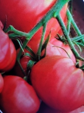 Sadzonki pomidora Malinowy Ożarowski