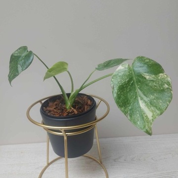 Monstera Thai Platinum