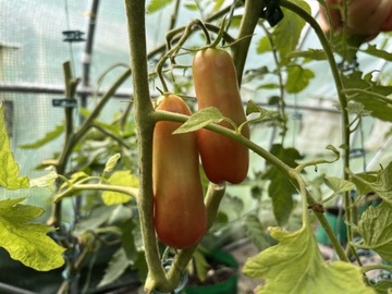 Pomidor Aurija o ciekawym kształcie ;))