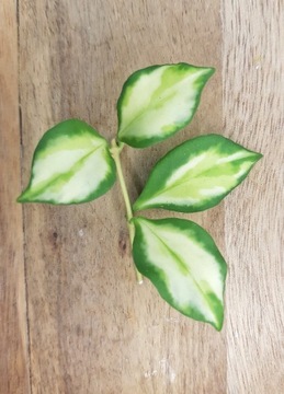 Hoya heuschkeliana variegata - cięta sadzonka