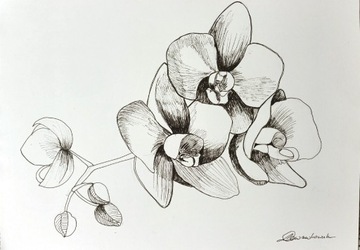 Obrazek Grafika Rysunek orchidea