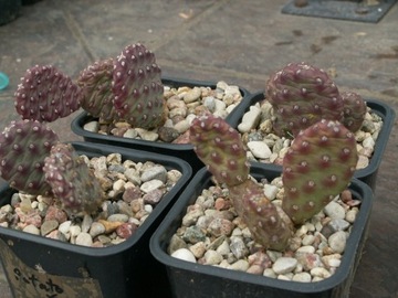 Opuntia aurea 'Giant Potato' - roślina