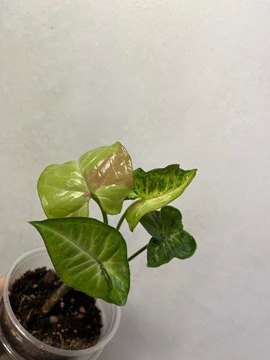 Syngonium milk confetti unikat