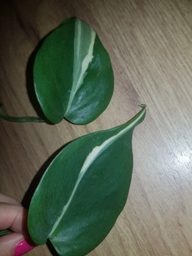 Philodendron Hederacum Rio cięte 