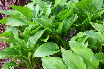 Sadzonka Hosta japonica funkia japońska liliowa