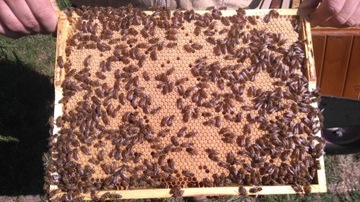 Matki pszczele unasiennione Buckfast AD