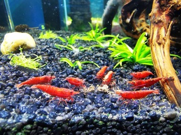 Krewetki Neocaridina Sakura Red 10 sztuk