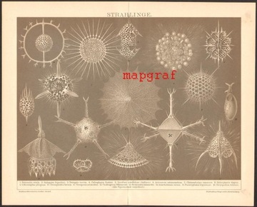 ZWIERZĘTA PROMIRNISTE litografia z 1894 roku