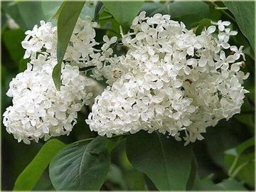 Lilak pospolity-Bez białe kwiaty  młode sadzonki 
