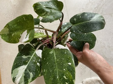 Philodendron white princess z różową wariegacją