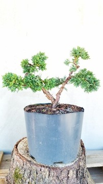 Bonsai Drzewko Jałowiec