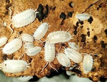 Porcellio Laevis White