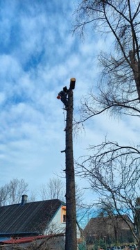 Wycinka drzew alpinistycznie Karczowanie Koszenie 