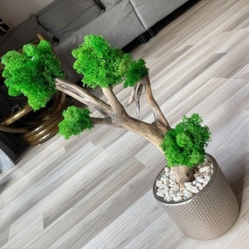 Drzewko bonsai z chrobotka