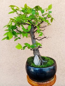 Bonsai drzewko wiąz (Ulmus)