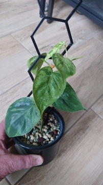  Philodendron hederaceum variegata 