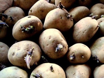 Sadzeniaki ziemniaka