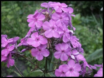 Floks phlox jasny fiolet sadzonki 5132