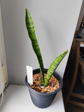 Sansevieria Diamond Green 