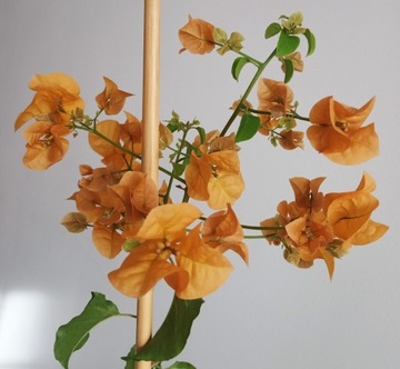 Bougainvillea pomarańczowa 80 cm bugenwilla