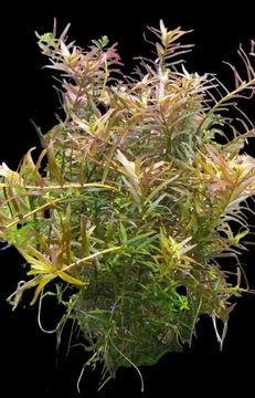 Roślina akwariowa Rotala Colorata