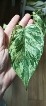 Philodendron hederaceum variegata 