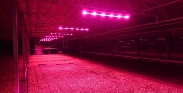 Lampy LED do doświetlania roślin 