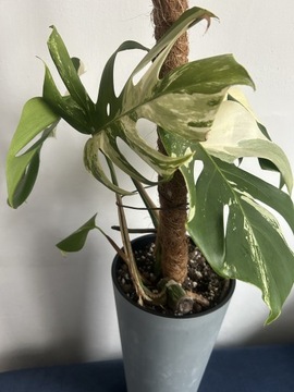 Monstera variegata 5 biało-miętowych liści 