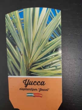 Yucca Elephantipes Jewel 