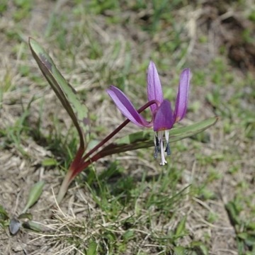 Psiząb / Erythronium dens-canis Frans Hall