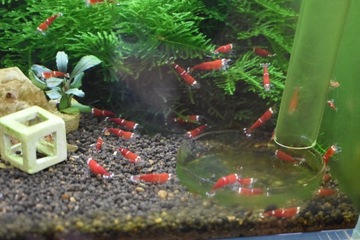 10 Krewetek Caridina Super Crystal Red ONE STRIPE 