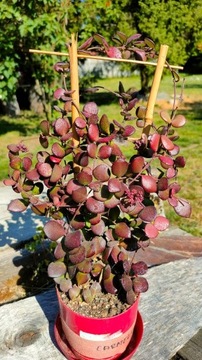 Hoya carmelae drobnolistna ukorzeniona 