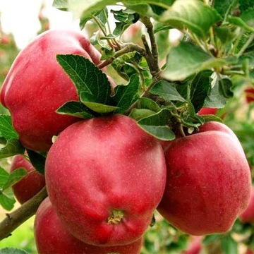 Jabłoń - Drzewko owocowe 
