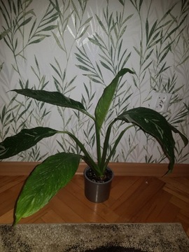 Skrzydłokwiat Diamond Variegata Spathiphyllum