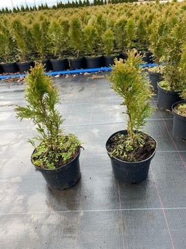 Thuja szmaragd 40 cm tuja