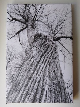 "Tree of Liberty" Zdjęcie na płótnie  20x30cm