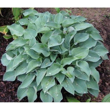 Funkia Hosta 'Blue Cadet'