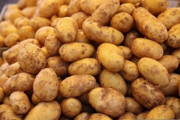 Ziemniaki denar młode 5 kg smaczna odmiana żółte