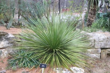 Dasylirion texanum sadzonka