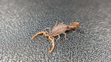Janalychas tricarinatus L3 skorpion