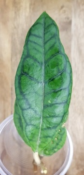 Hoya - cv. Nui (Callistophylla hybrid) 